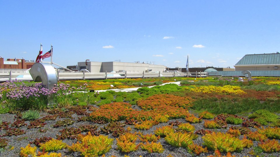 Colorful plants growing on a green roof