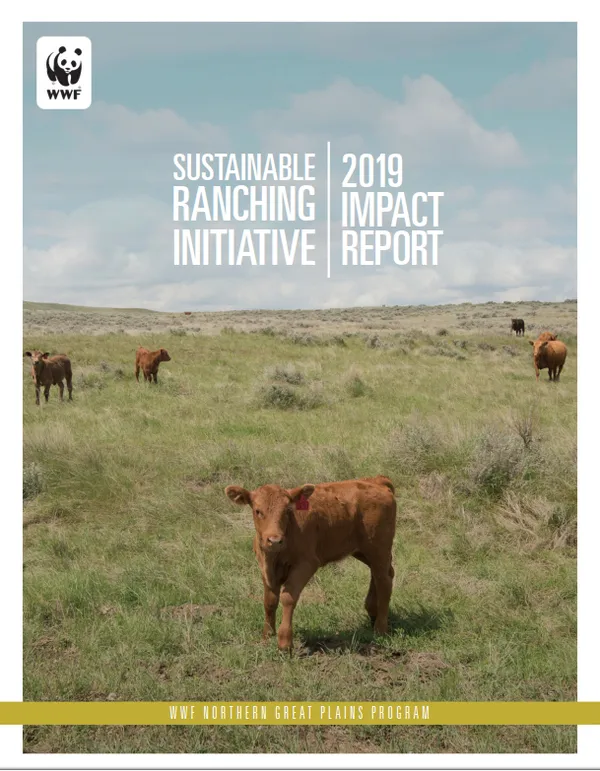 report cover with brown calves scattered on grasslands