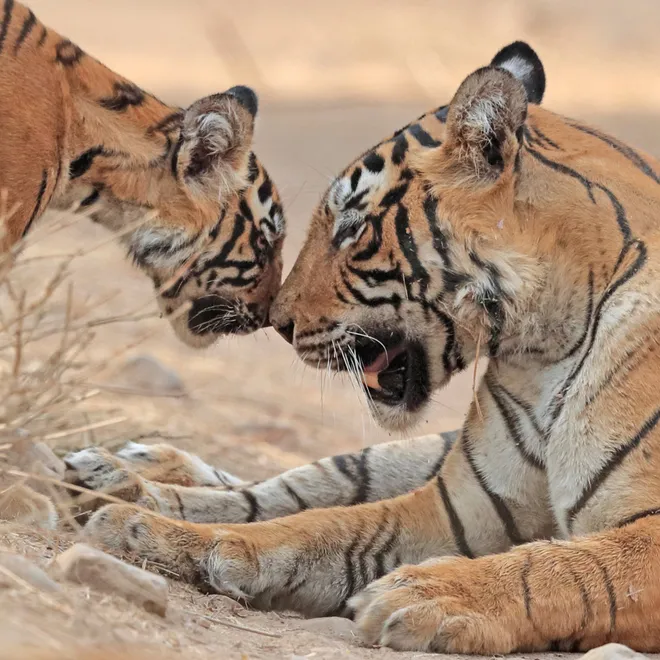 Tiger mother and cub touching noses