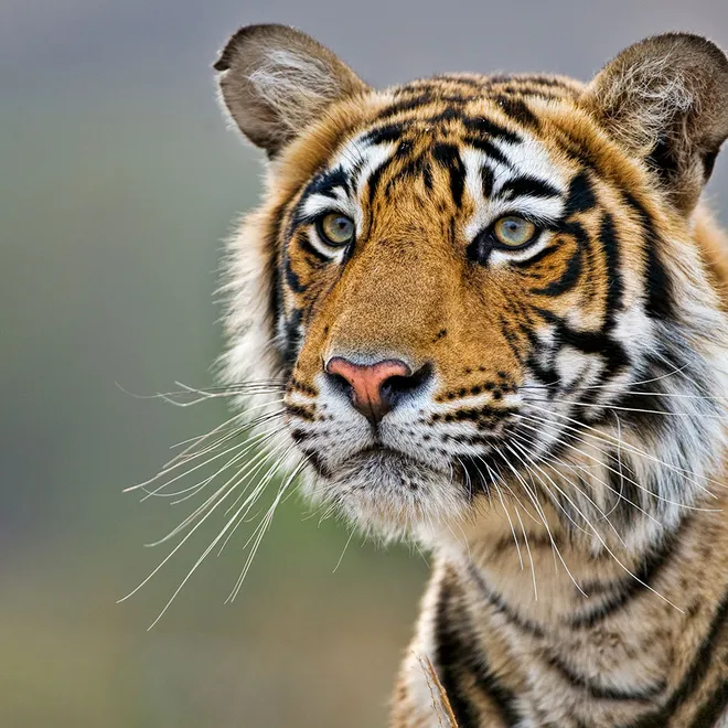 Close-up of a tiger as it looks out into the distance