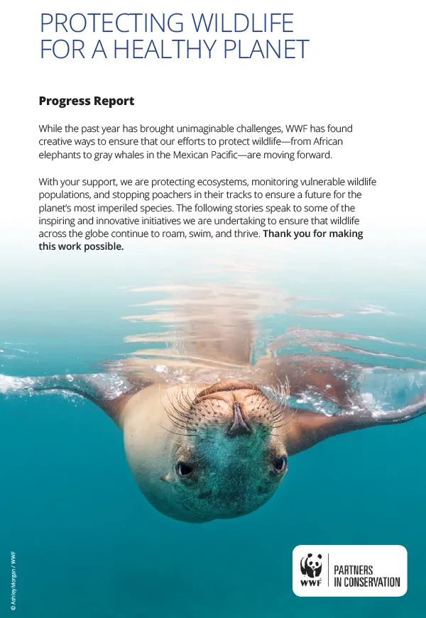 Seal upside down underwater