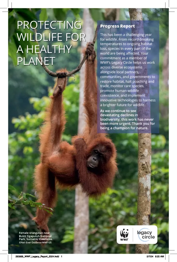 Report cover showing orangutan hanging in tree