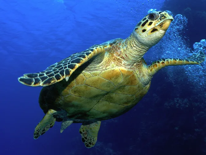 Hawksbill turtle (Eretmochelys imbricata), Red Sea, Egypt