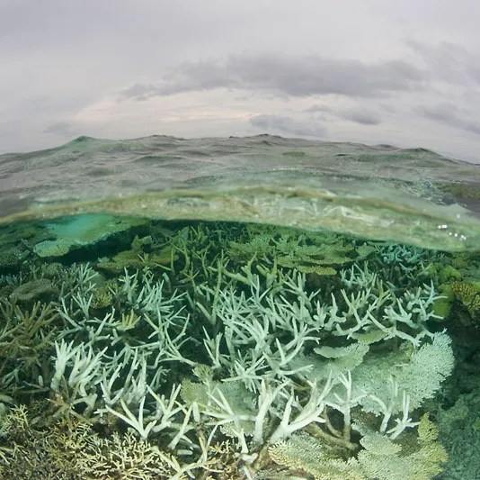 Tubbataha Reefs Natural Park lagoon looking bleached, Palawan, Philippines