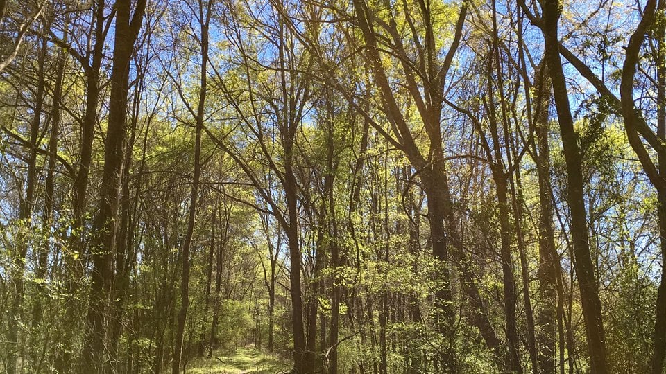 Light shines through a grove of trees