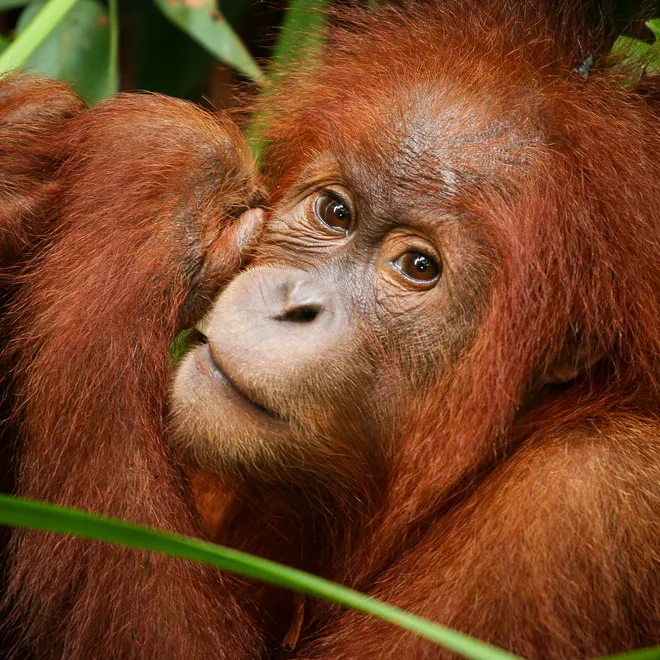 orangutan in Thirty Hills, Sumatra