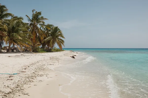 photo of coastal shoreline with row of plam trees, white sands, and clear blue water