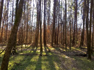 Light shines through trees in a forest