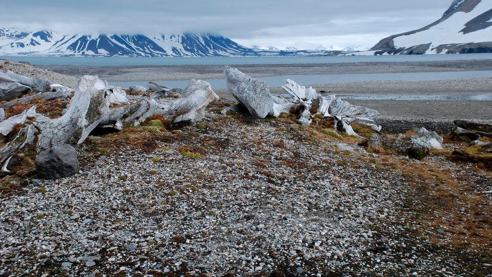 Whale bones on a rocky shore in the arctic