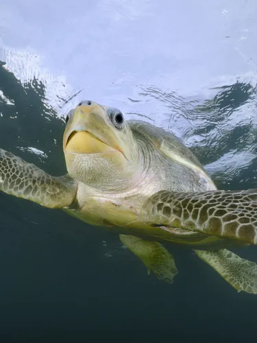An underwater photo of a large green sea turtle nearing the water's surface.