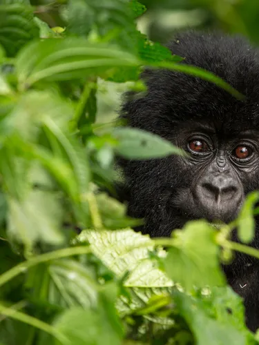 Young mountain gorilla peeking through leaves