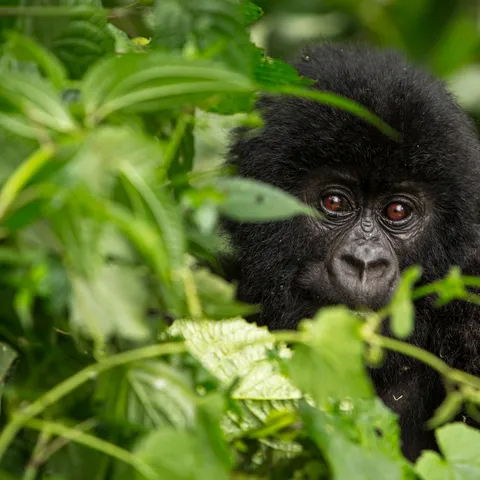 Young mountain gorilla peeking through leaves