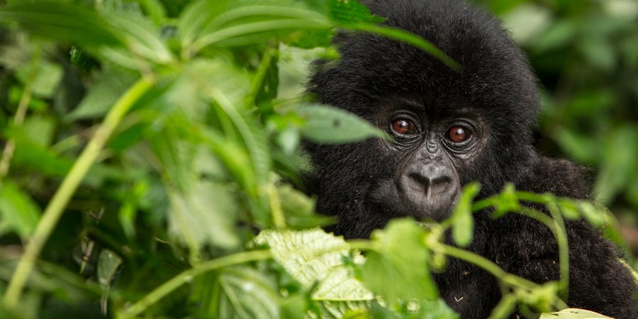 Young mountain gorilla peeking through leaves