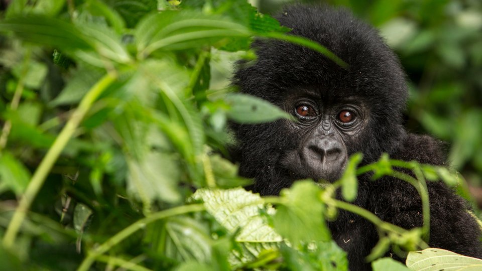 Young mountain gorilla peeking through leaves