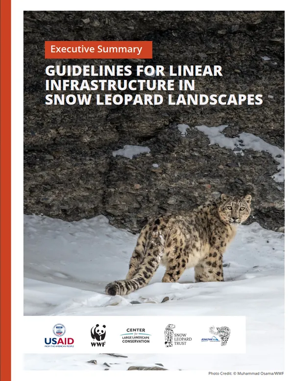 snow leopard in its habitat