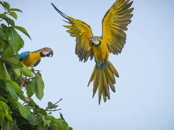 A colorful yellow macaw flying next to a green tree where another colorful macaw sits.