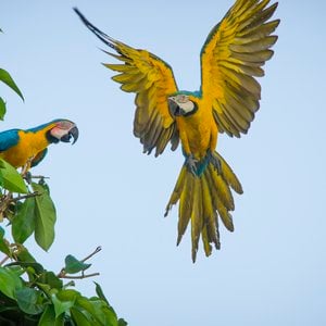 Aerial view of the Amazon River and surrounding forest
