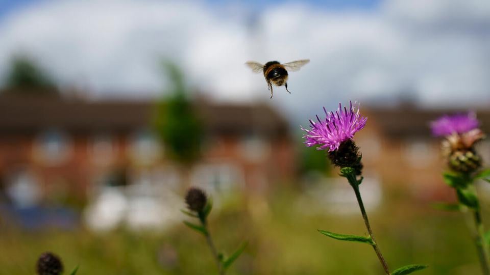 A bumblebee takes off from common knapweed