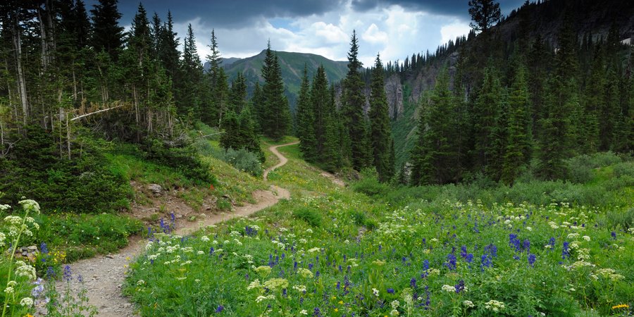 Colorado landscape with mountains and flowers