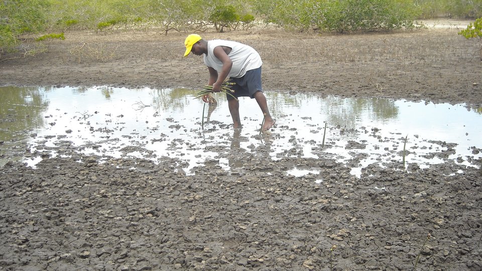 A man planting a row of seedlings in a muddy area