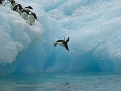 Adelie penguins diving off an iceberg