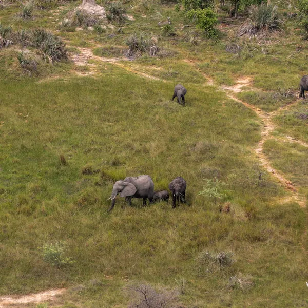 Aerial view of the african bush elephant (Loxodonta africana) in the Qorokwe concession, Okavango Delta, Botswana