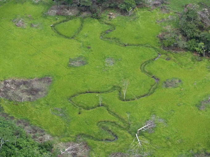 aerial view of river snaking through grasses and trees in the Amazon