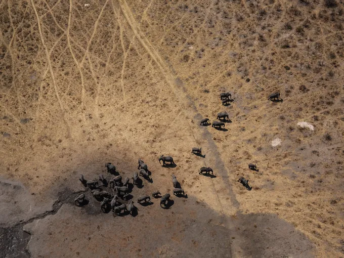 Aerial photo of elephants at a watering hole