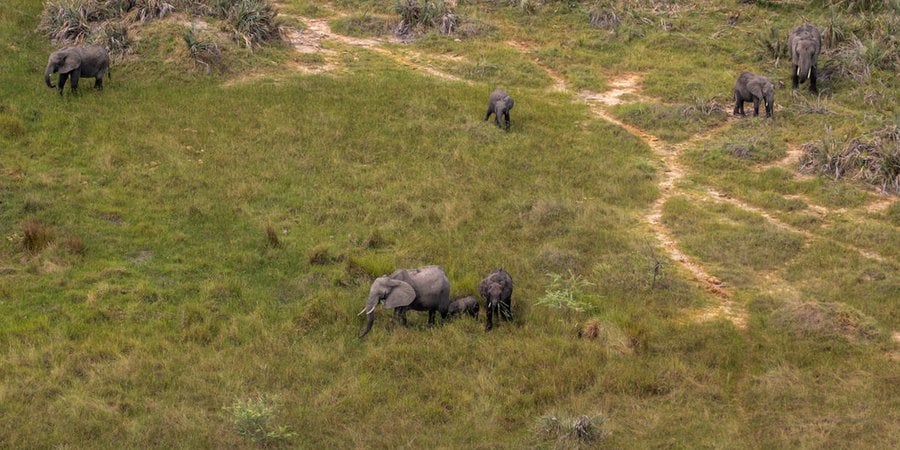 Aerial view of the african bush elephant (Loxodonta africana) in the Qorokwe concession, Okavango Delta, Botswana
