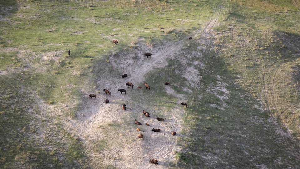 A herd of bison photographed from above in a green field