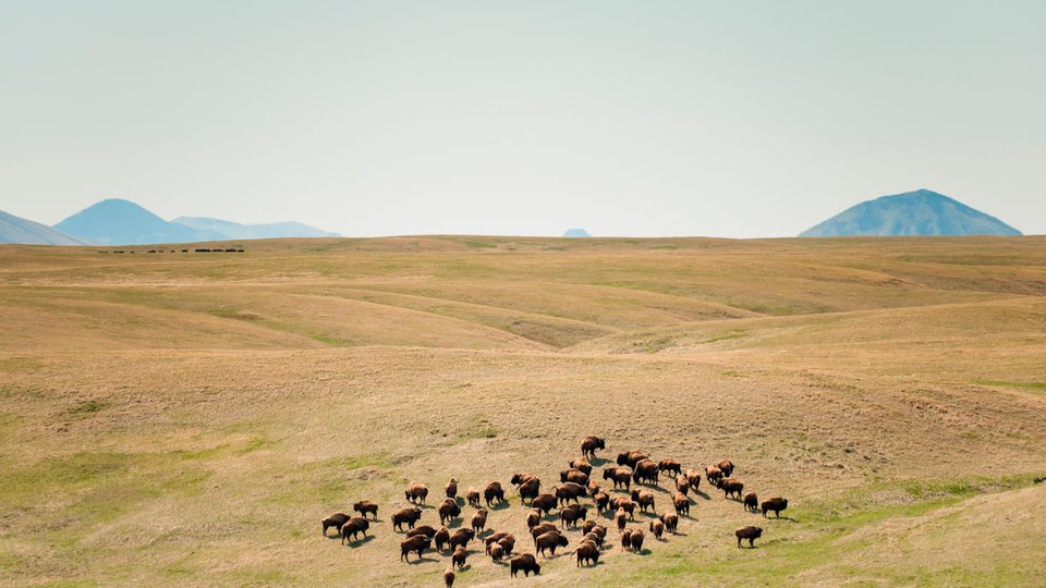 Vista aérea de bisontes en un campo en un día soleado.