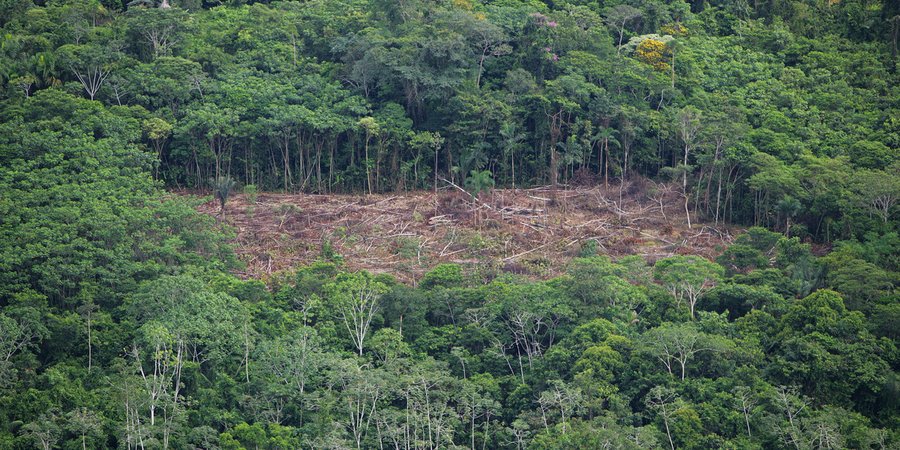 Aerial view of a lush green forest with a stark deforested patch in the middle.