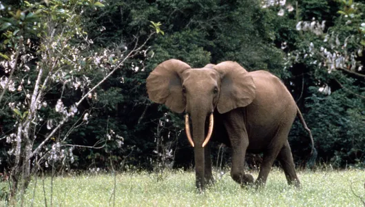African forest elephant in Gabon