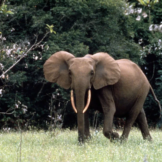 African forest elephant in Gabon