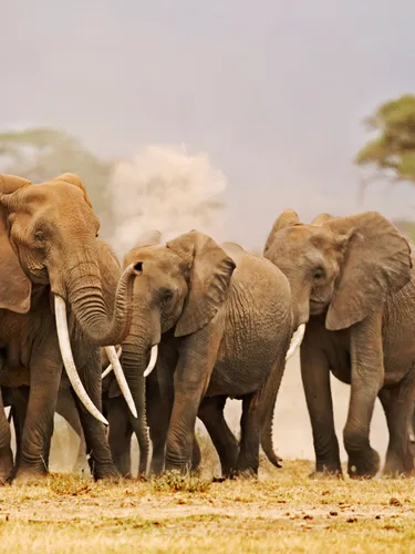A herd of African elephants walking together through short grass. Several of the elephants have long tusks.
