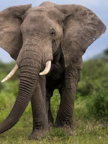 African elephant stands to the right of the frame next to a large bush.