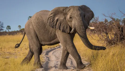 African elephant walking