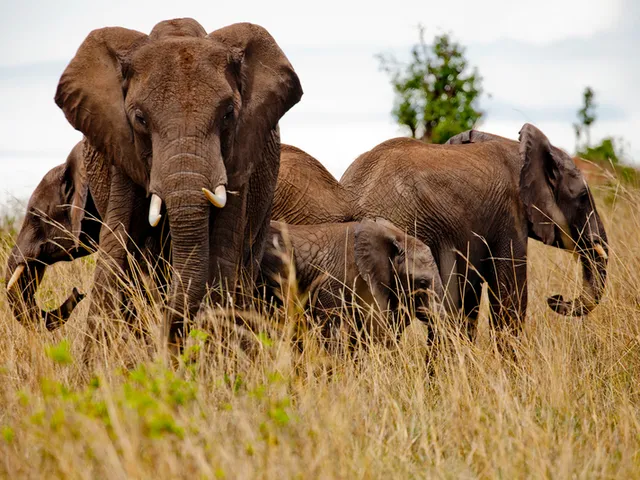 African elephant herd in grassland