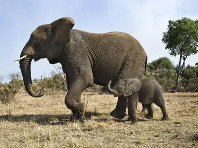 A large African elephant and a baby elephant walking in a dry grassy field with a green tree in the background.