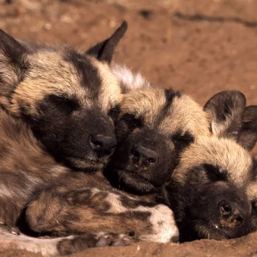 Three wild dog pups, their fur colored in different shades of brown and white, huddle together on brown ground