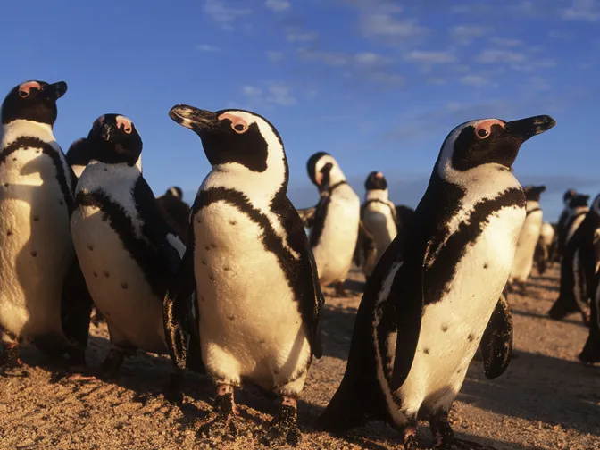 African penguins resting on the beach after returning from feeding at sea.