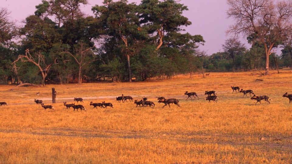 A pack of African wild dogs in the distance, small, brown, and loping across a yellow grassland