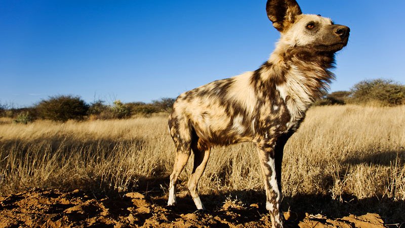 AfricanWildDogs_3-31-14_pages2