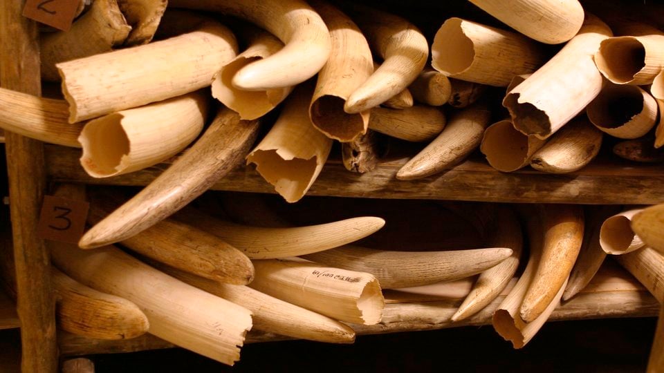 A pile of confiscated ivory from African elephants.