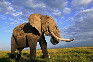 An African elephant eats a mouthful of grass. A small white bird stands by the elephant's feet.