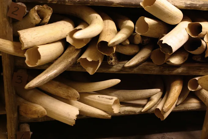 A pile of confiscated ivory from African elephants.