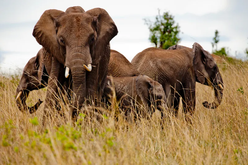 African elephants in the Masai Mara reserve, Kenya