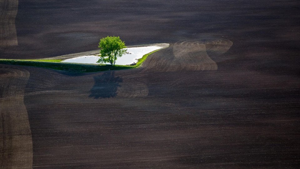 A single tree grows amid land cleared for agriculture