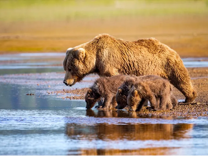 Brown bear and cubs at waterside