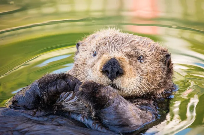 A close up image of an otter floating on it's back and face looking toward the camera.